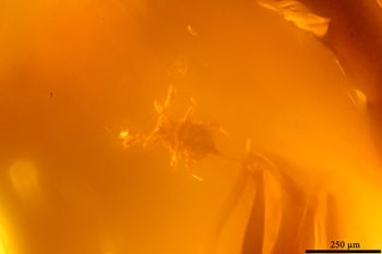 Media type: image;   Entomology PALE-26849